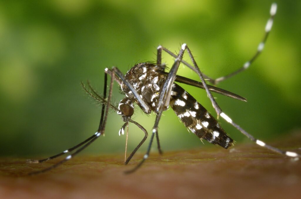 Imagen de un mosquito en primer plano, con un fondo que representa una comunidad en El Salvador, destacando la importancia de la prevención y control de enfermedades transmitidas por mosquitos.